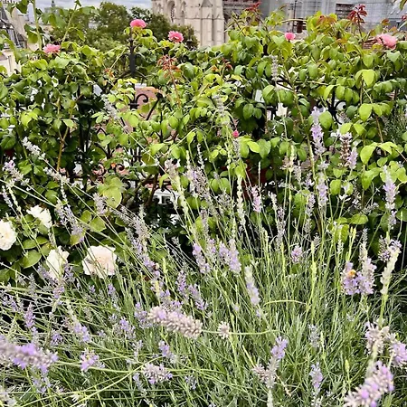 Rooftop Garden Triplex With Ac Over Notre - Dame Appartamento *